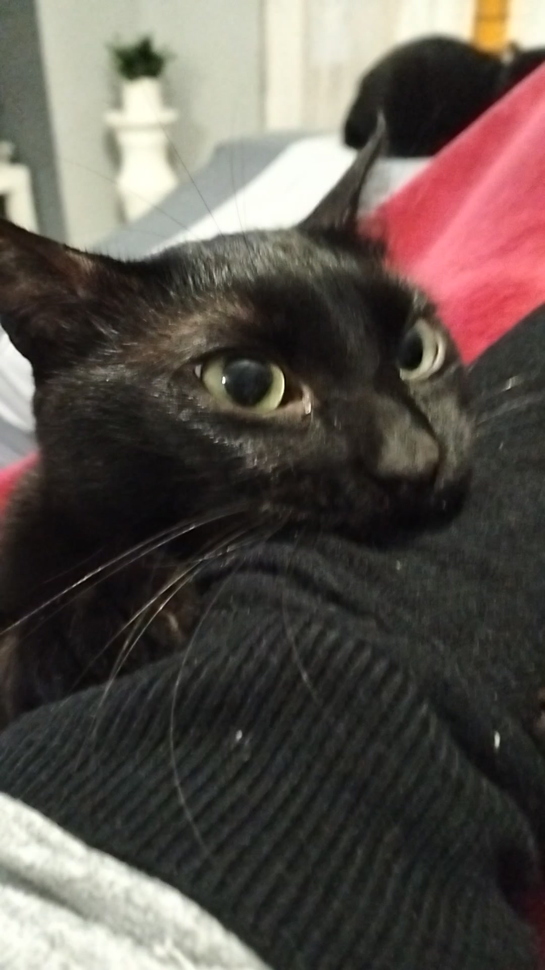 @lalocadelosgatos