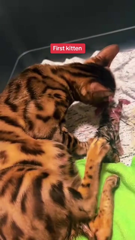@sfbengals1