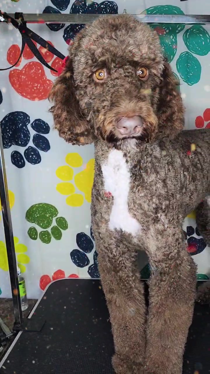 @diamondsdoggydaycare
