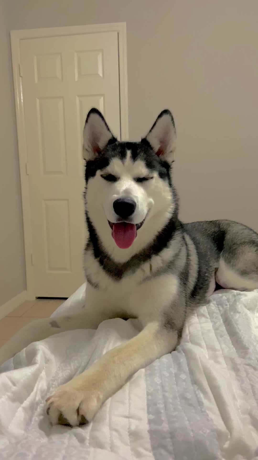 @Simba 🐾💙