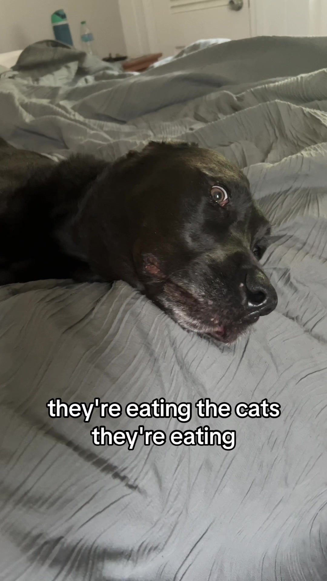 @Adventures of Gunner & Cookie