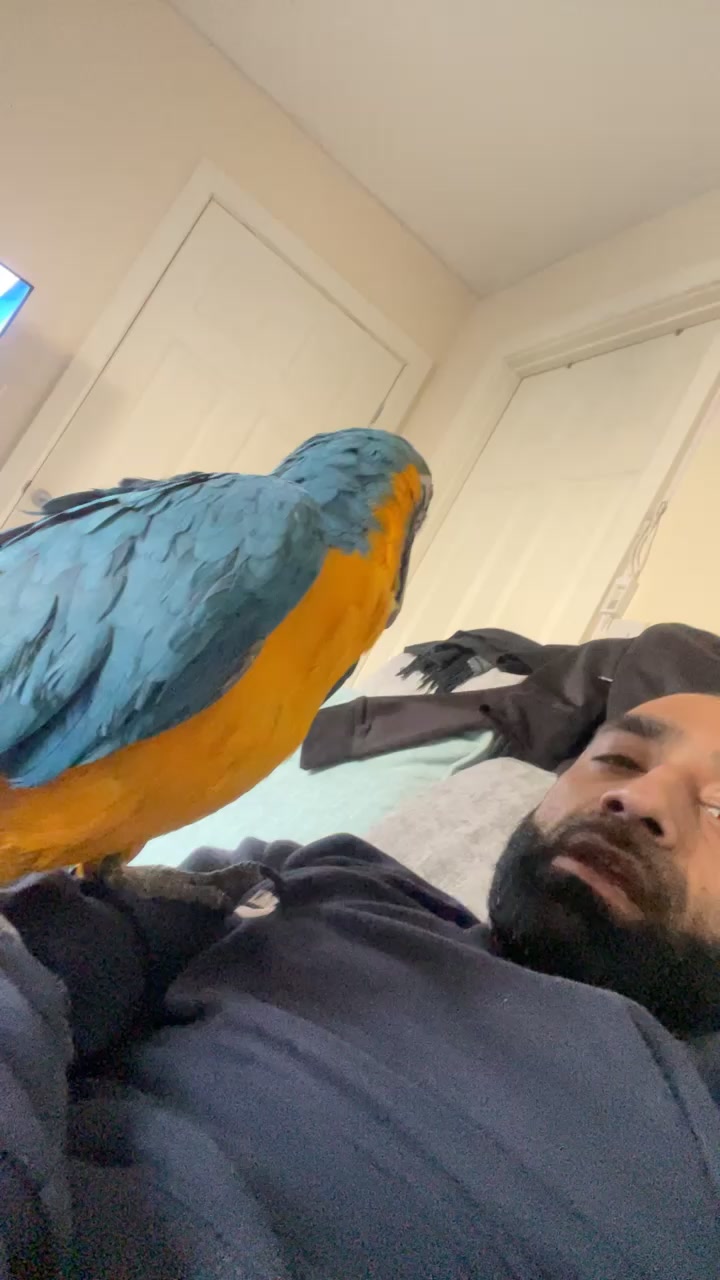 @BFD BIRD MAN 🦜