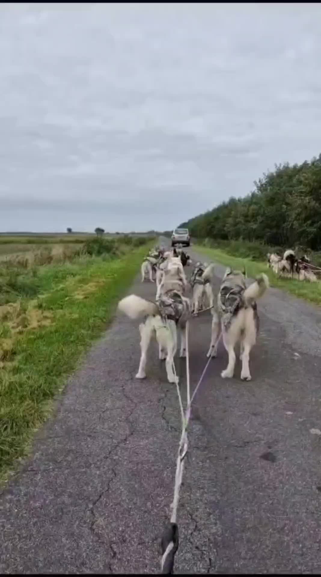 @Husky Ranche Surwold