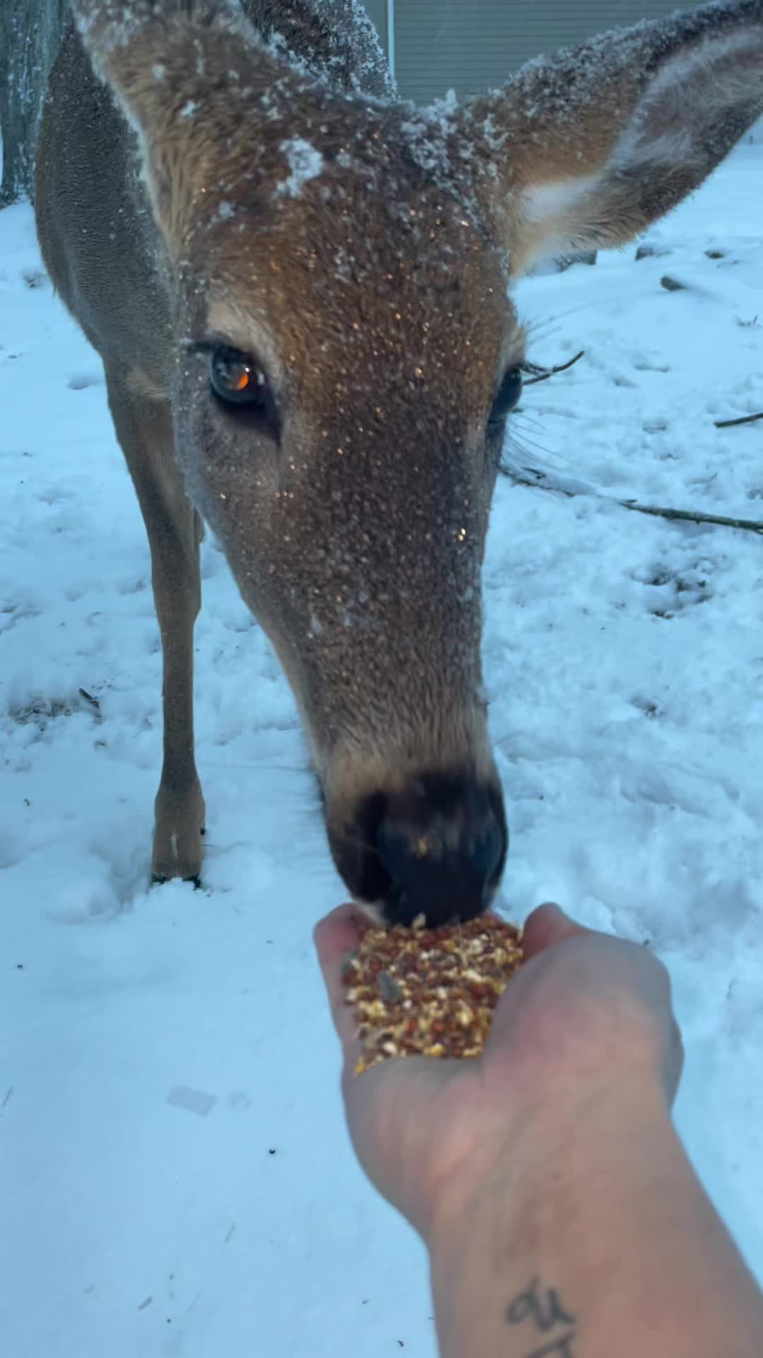 @Anita 🦌🌳