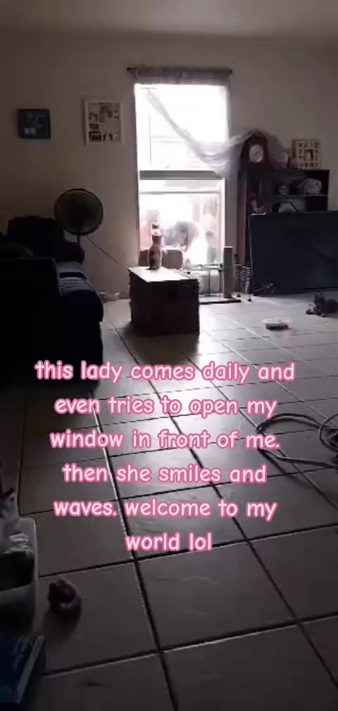 @shellilane