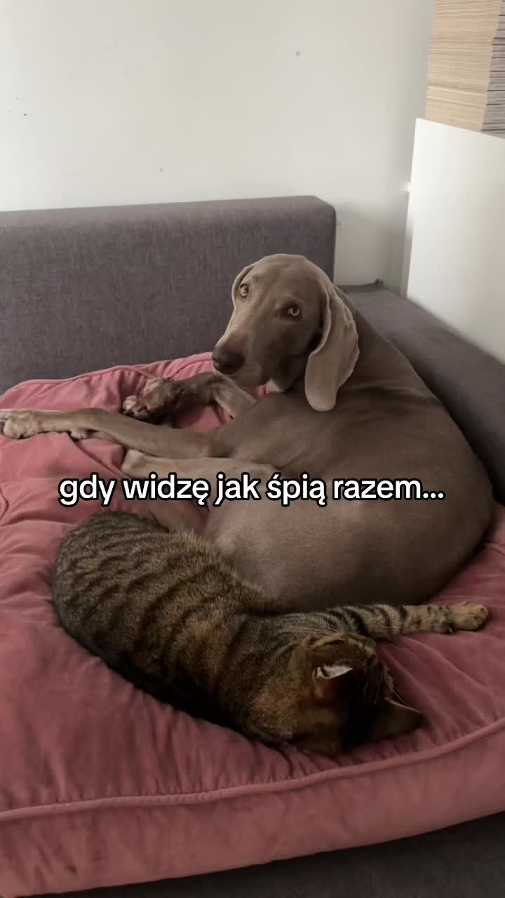 @lola | ig: heydoggyblog