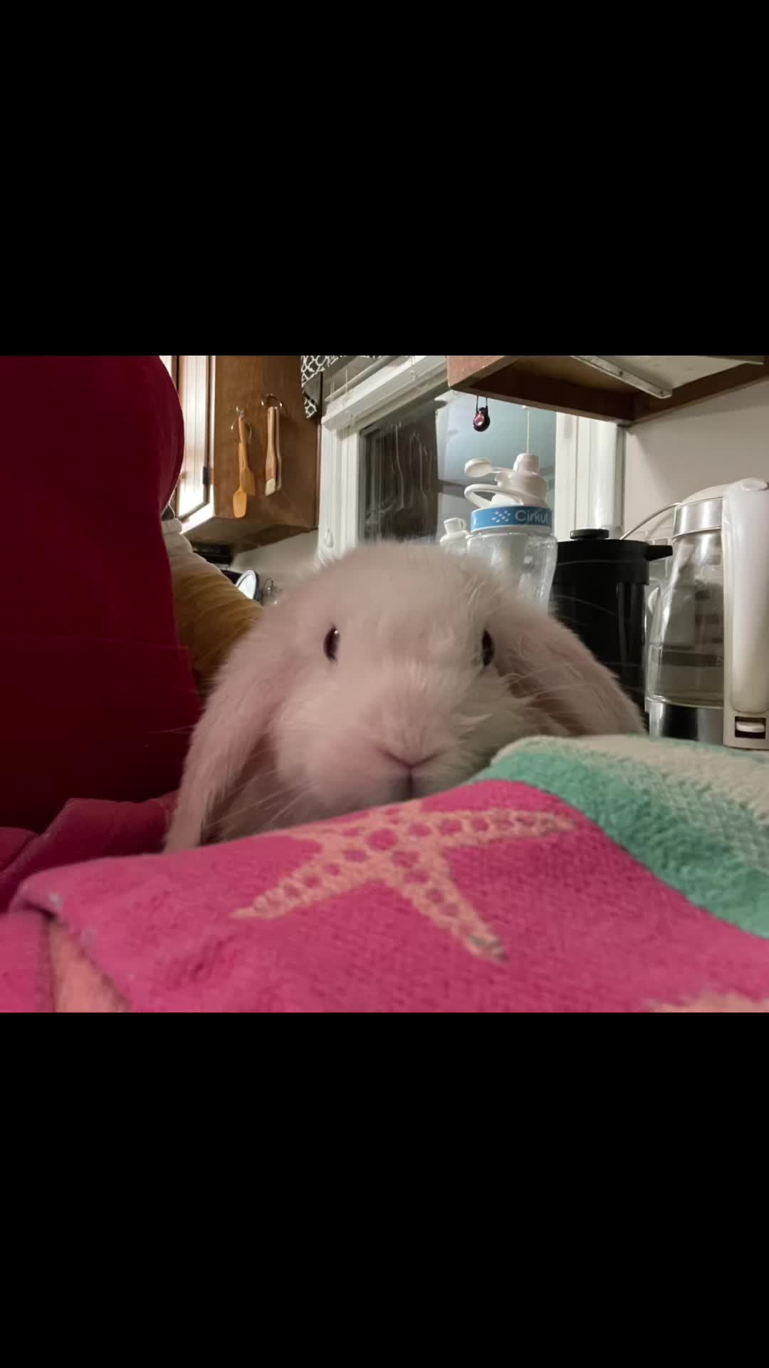 @HighlandRabbitry