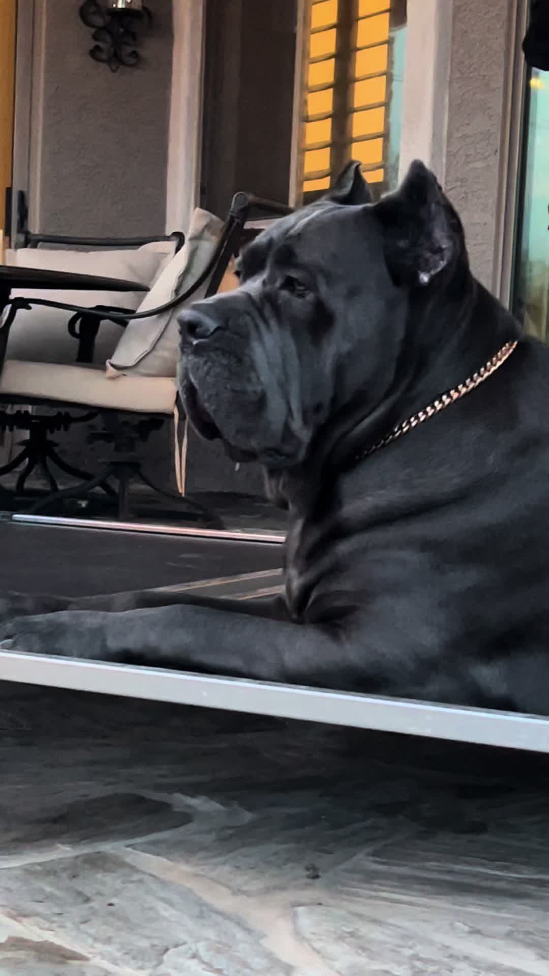 @Phoenician Cane Corso Stormi