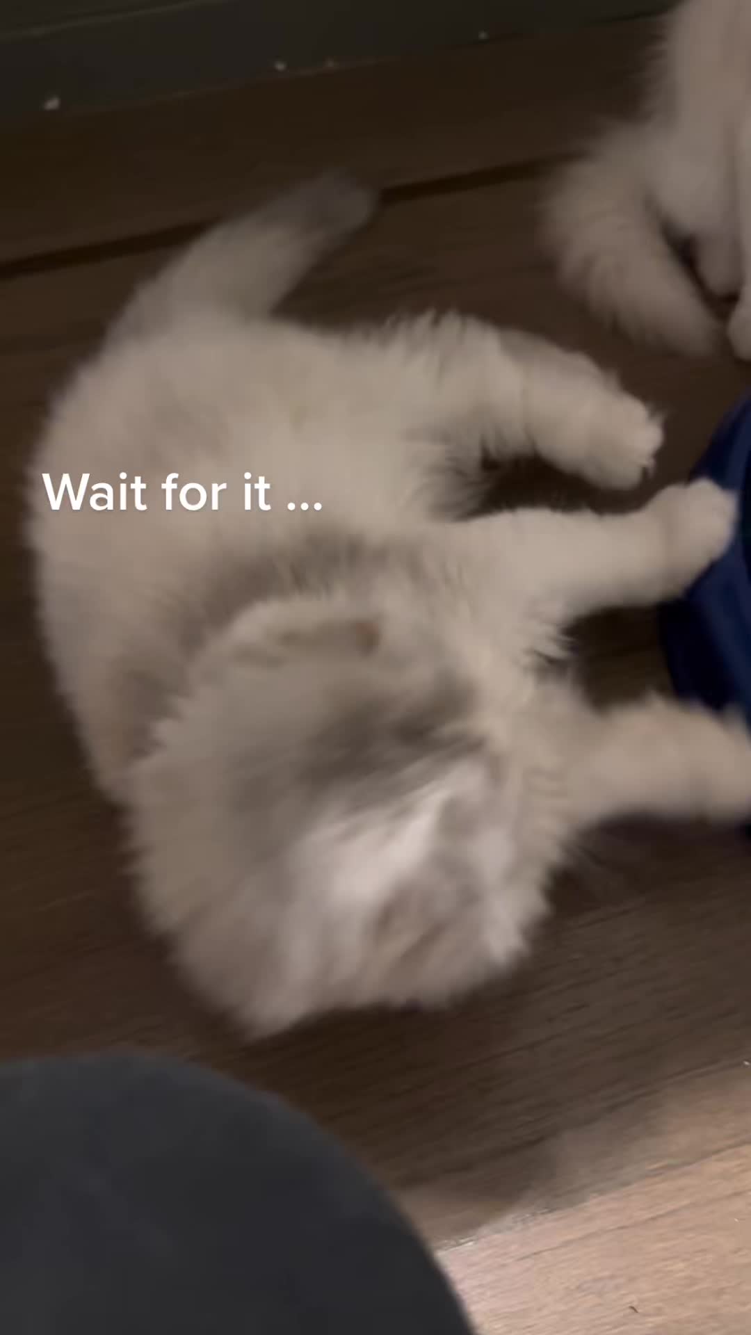 @Chester_and_Pepper