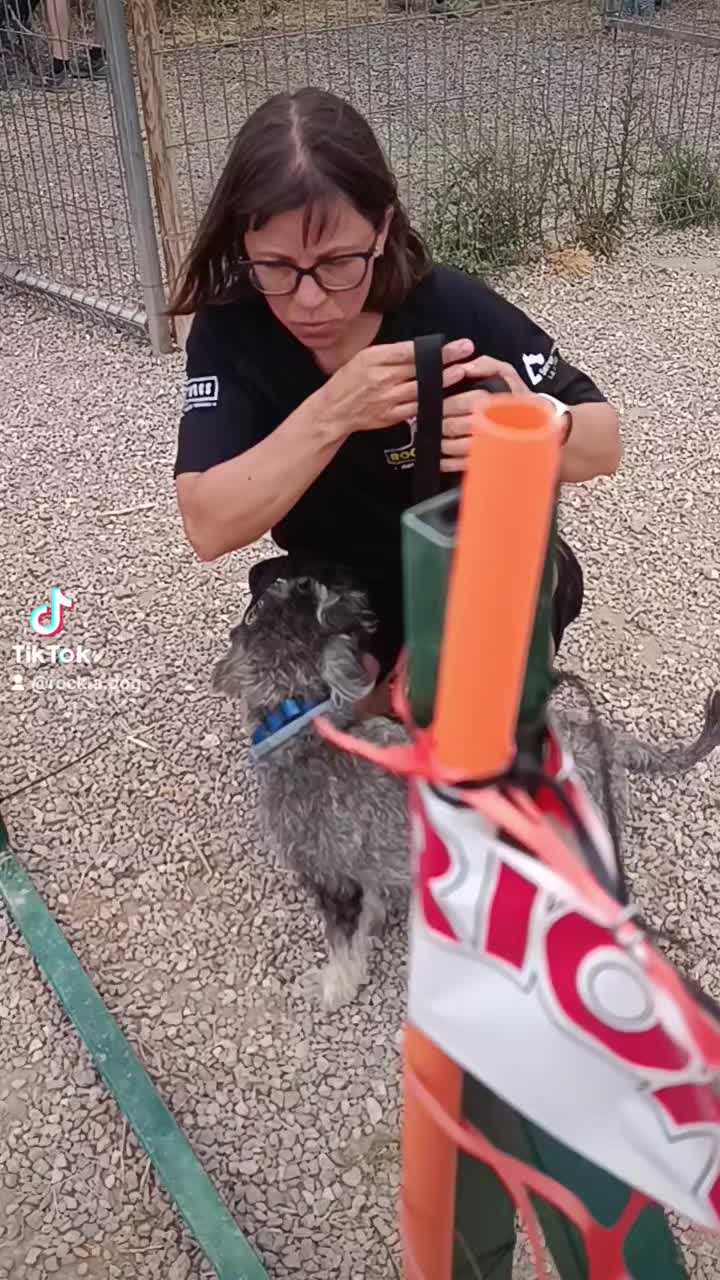 @Rock a Dog