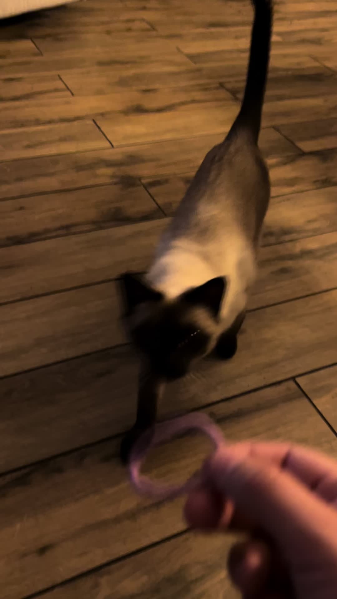 @Blueberry Eyes Cat