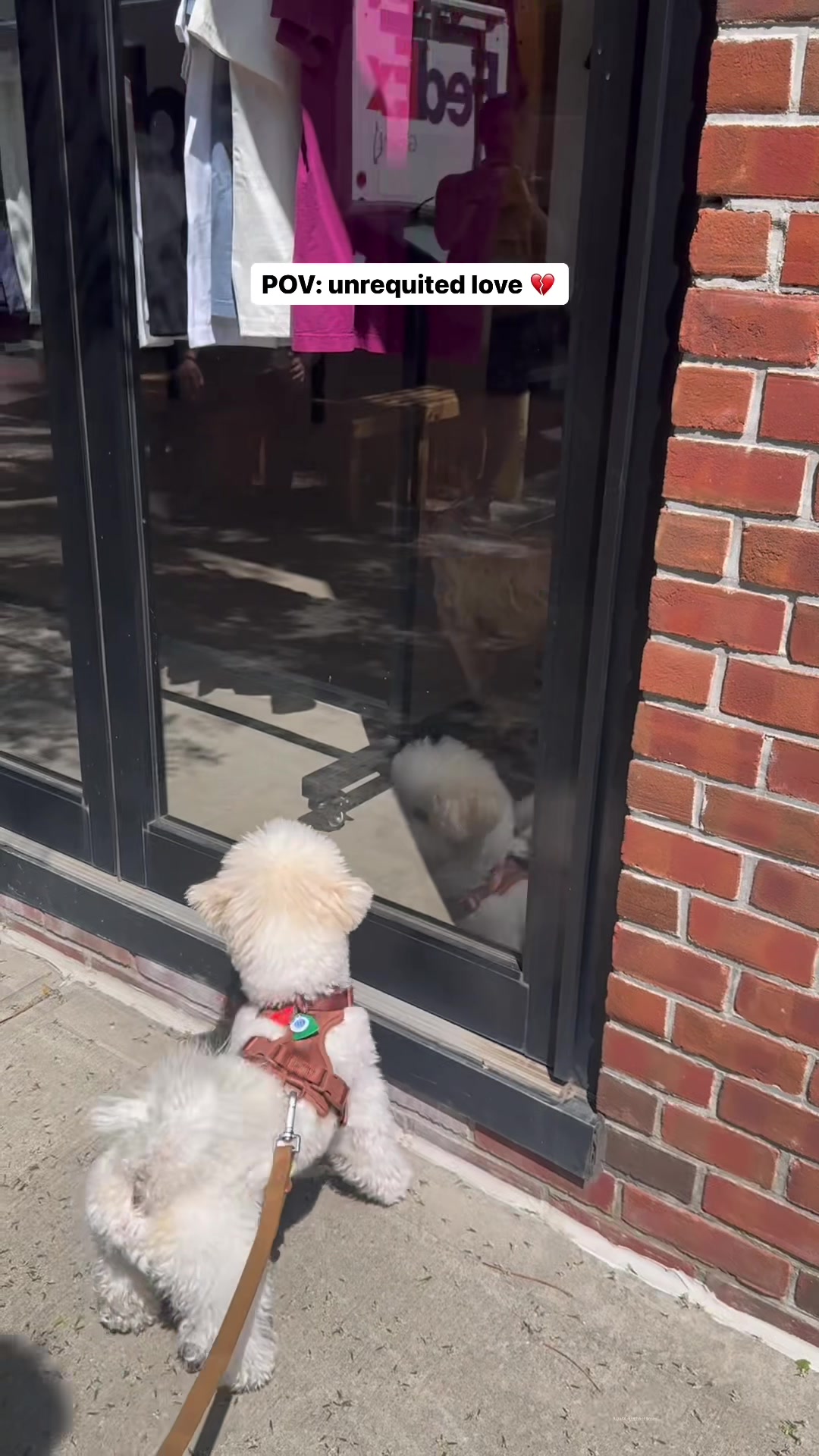 @Rui the Bichon