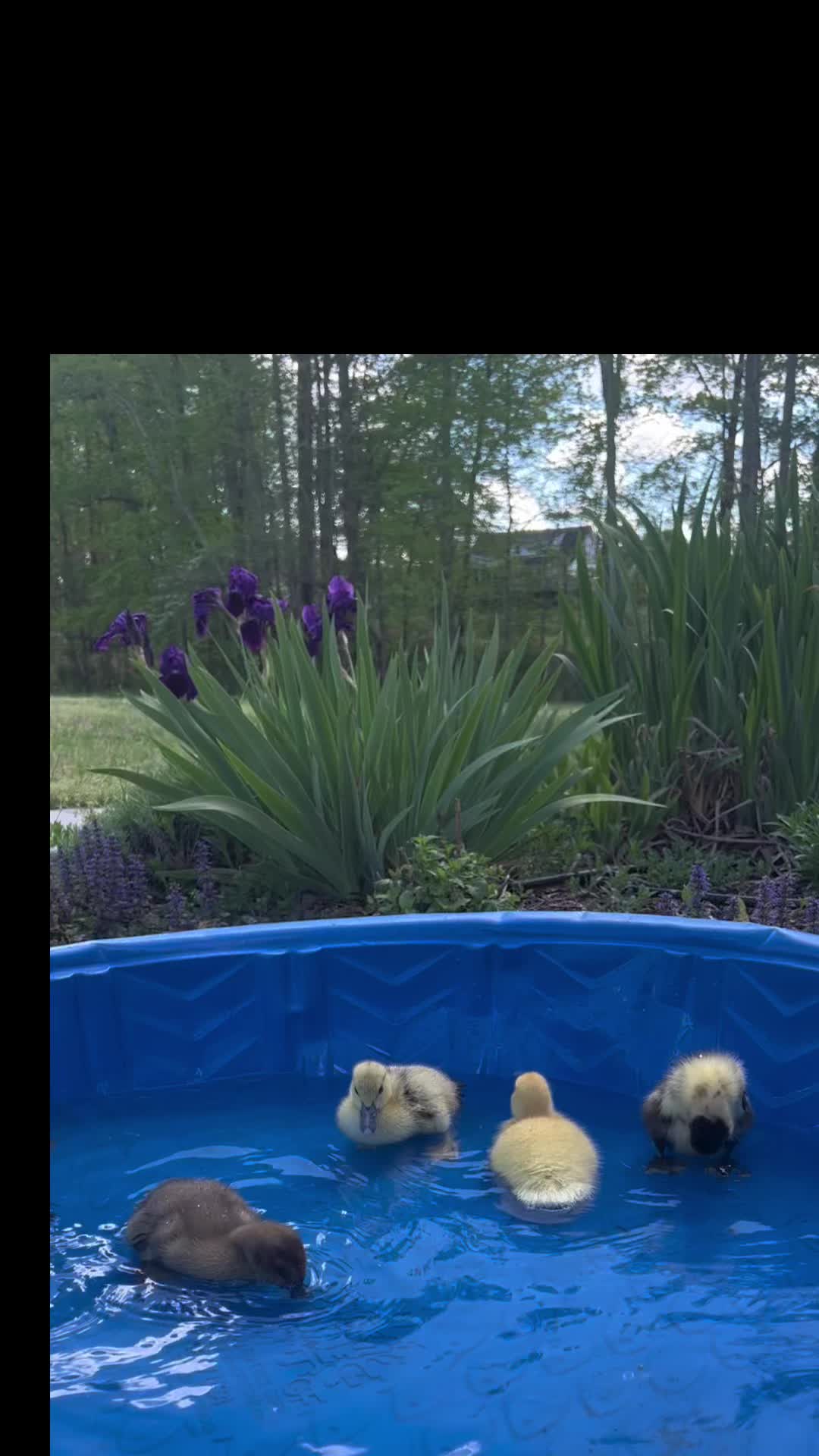 @TheDaydreamHomestead