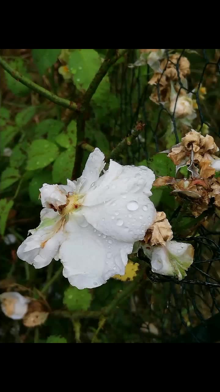 @Mira Bøgh