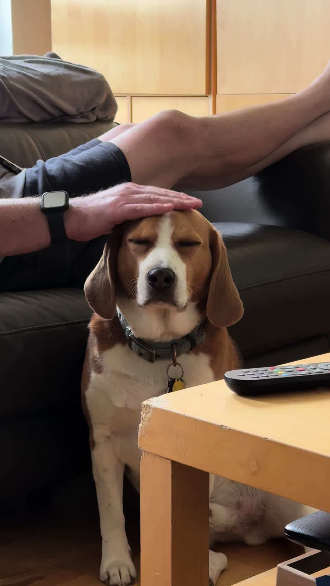 @Neo_The_Beagle