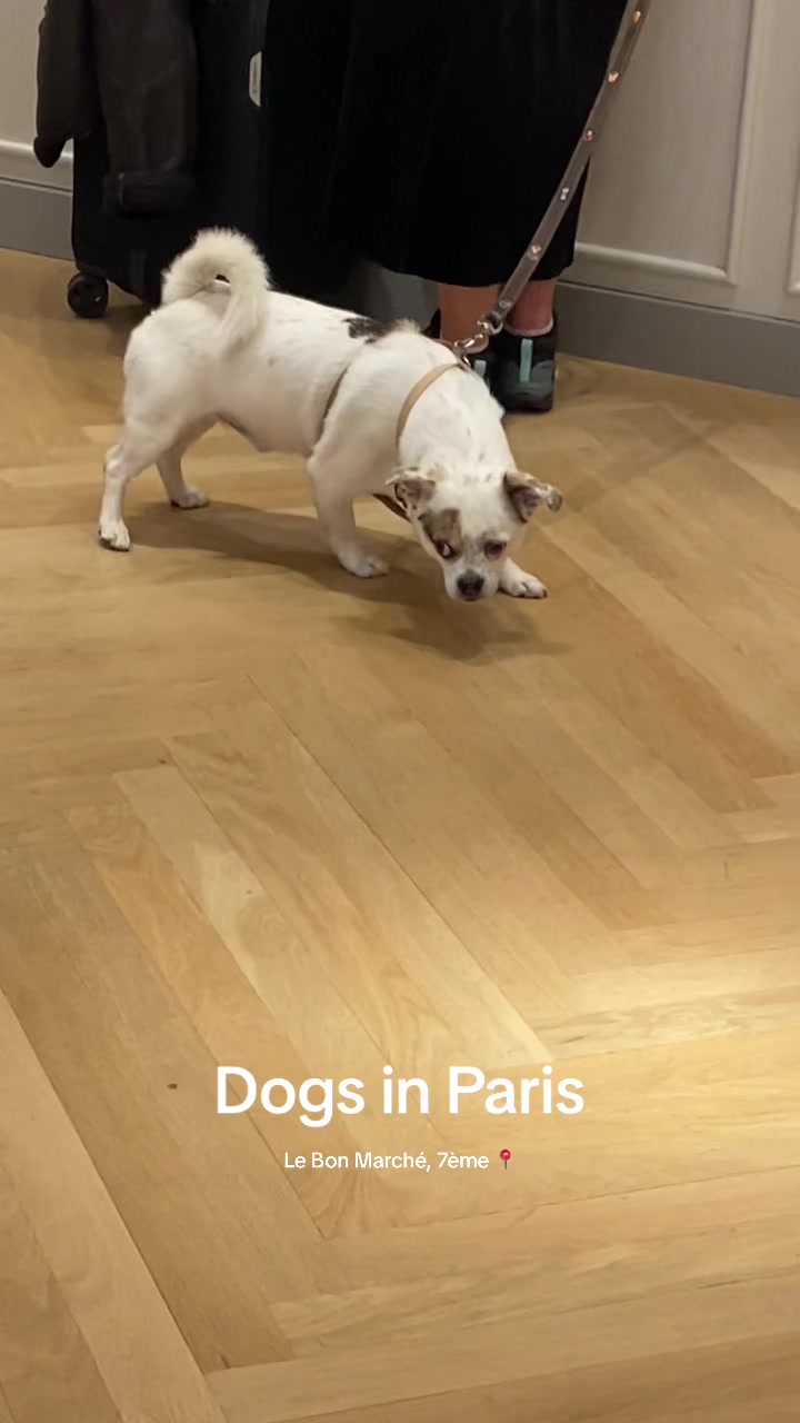 @dogs in Paris 🐶