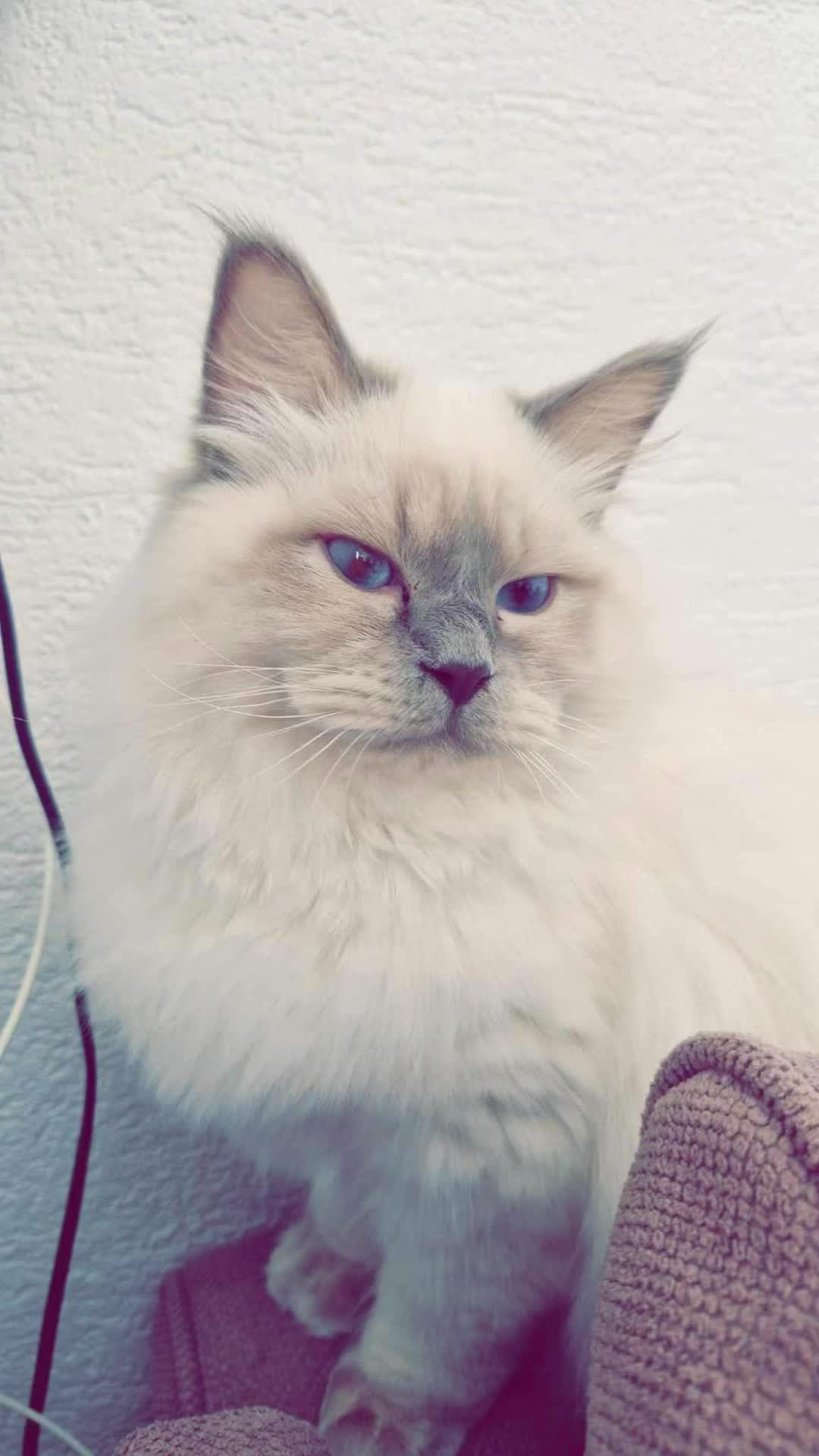 @P&eacute;pite & Simba