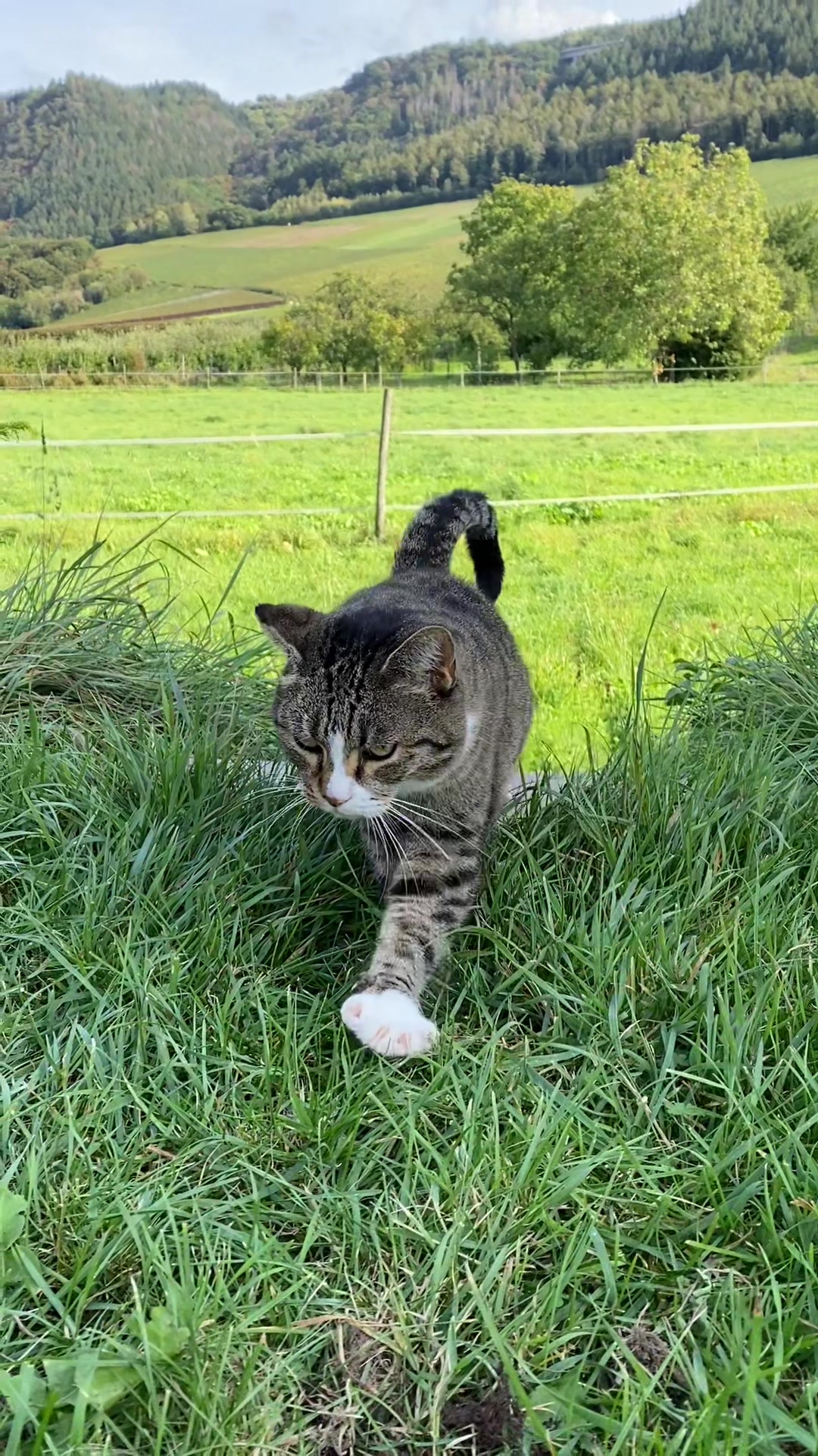 @Marielethecat