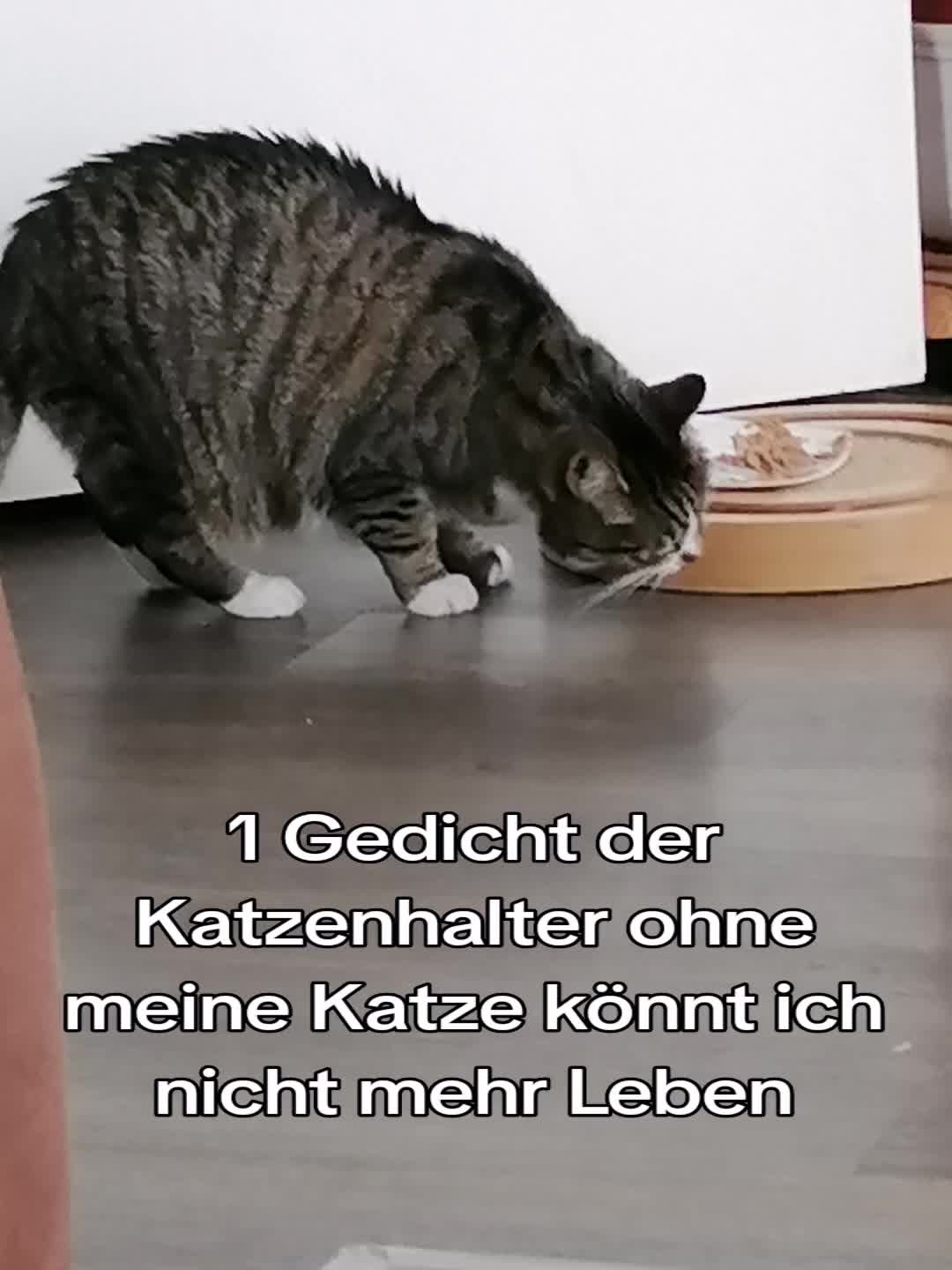 @Badcat _DHC🦁🦁