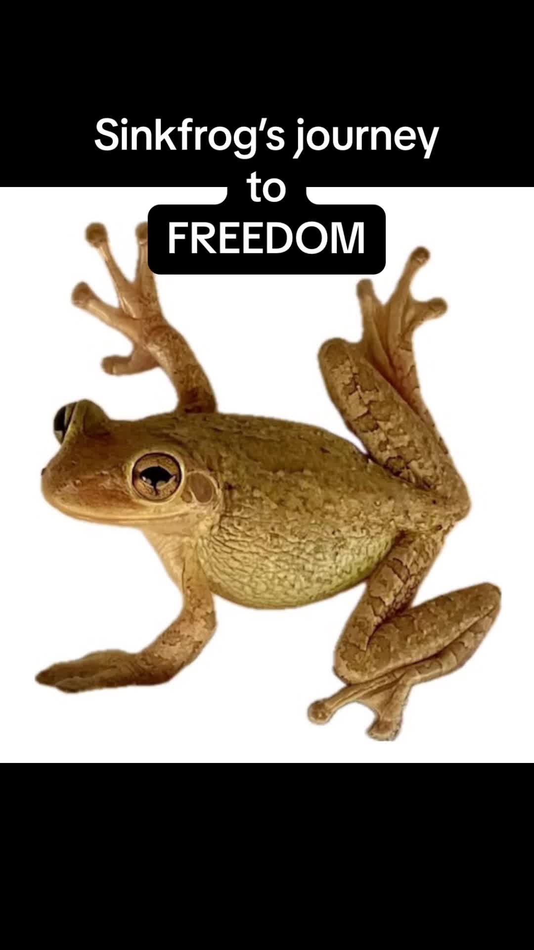 @originalSinkfrog