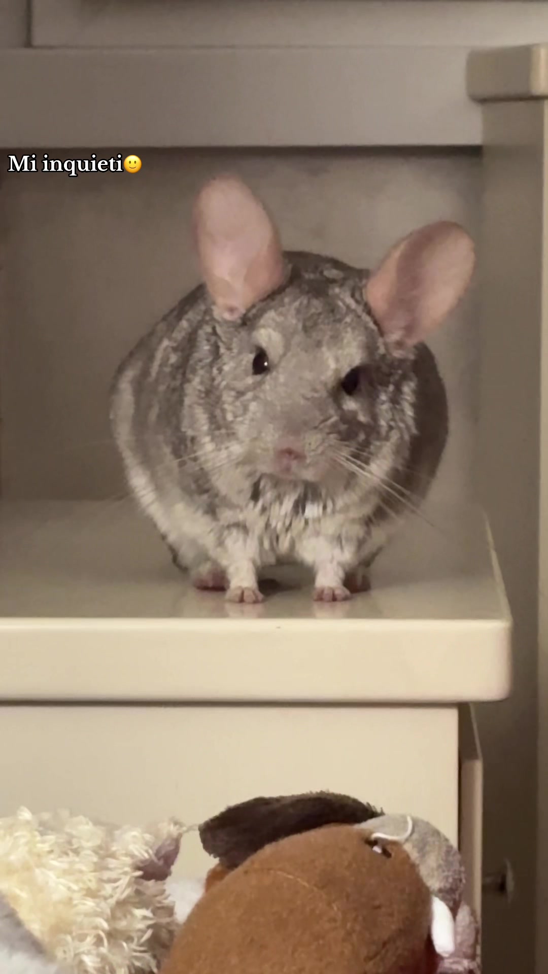 @AlbiTheCinci🐭