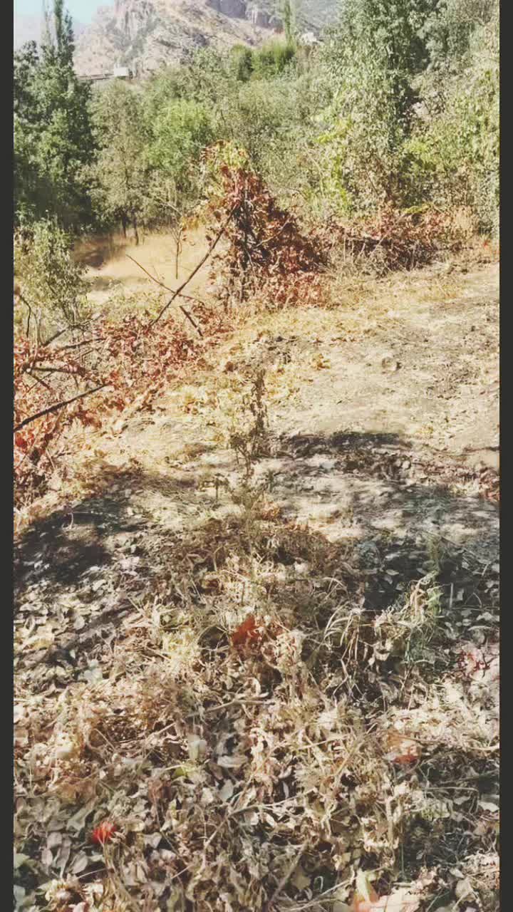 @🦌
