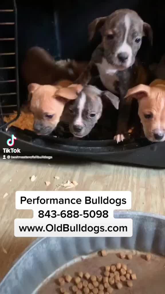 @OGMasterOfAllBulldogs