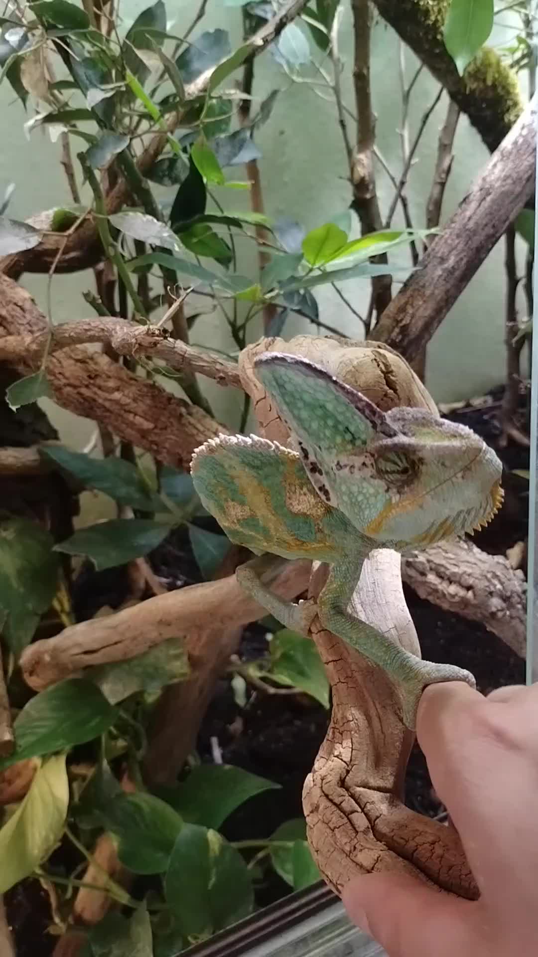 @Reptil-Terra