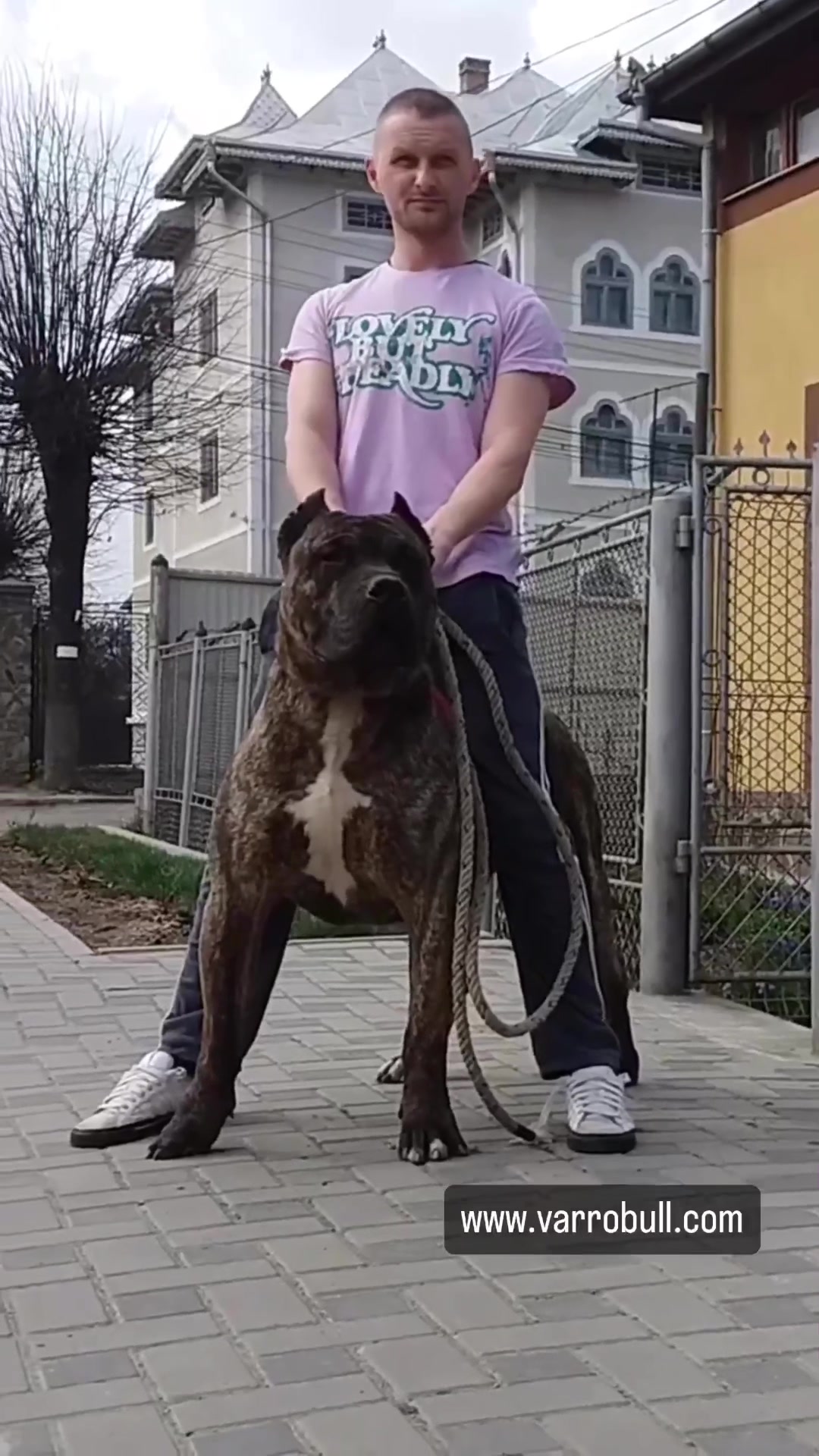 @Presa Canario Varro Bull