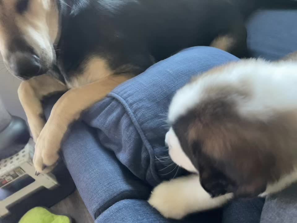 @TheCuriousStBernard