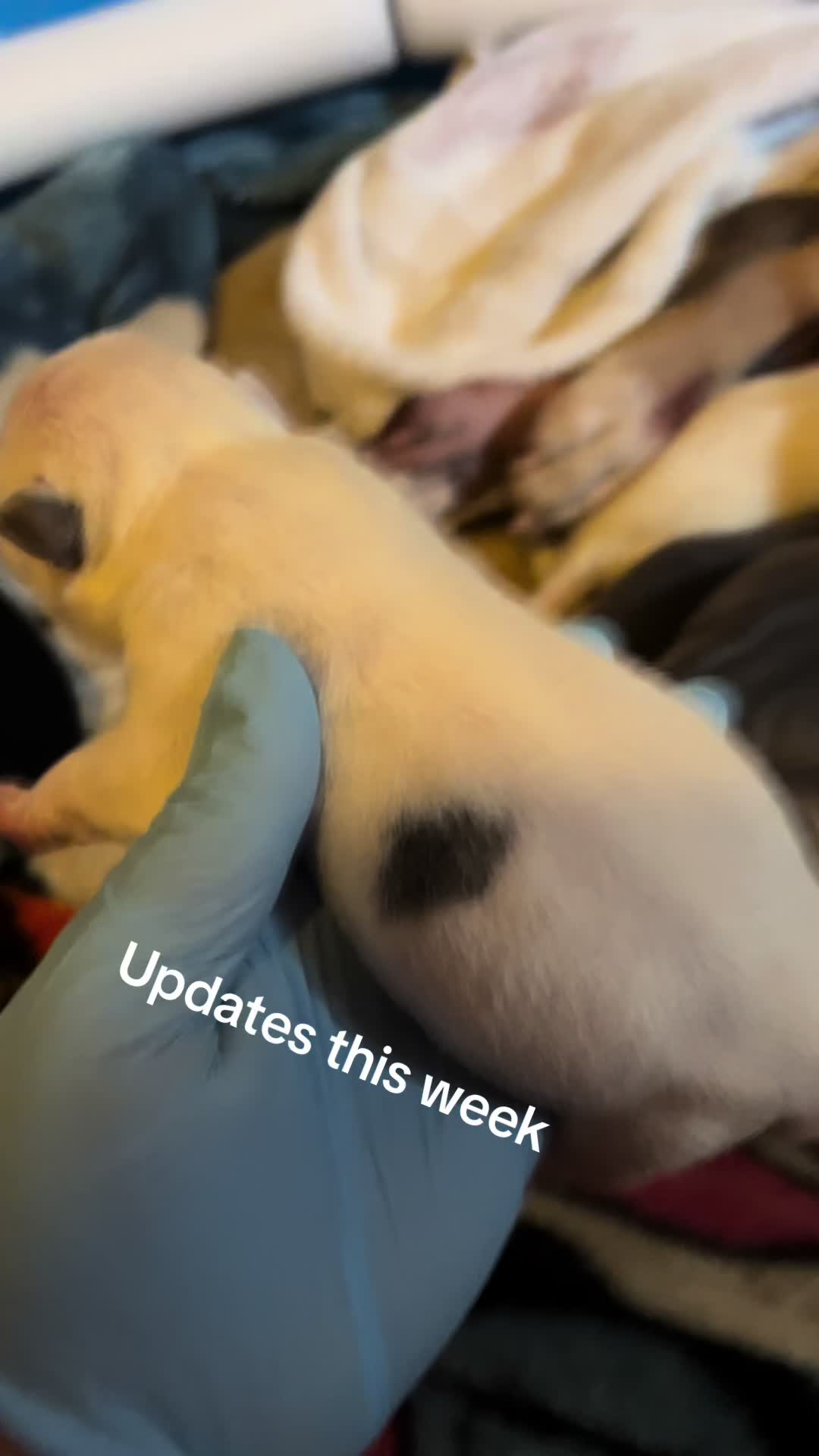 @Grimey Bullys 🐾🦴