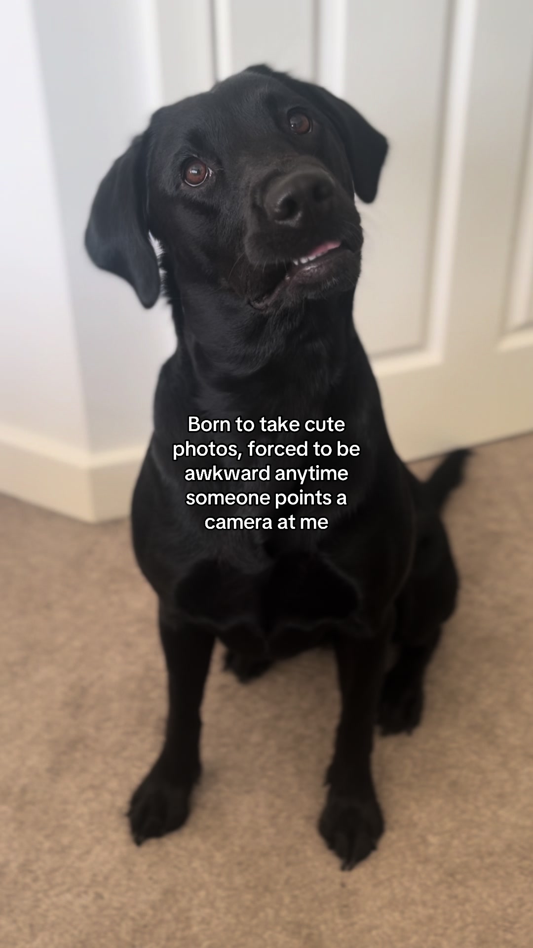 @Theblacklabbonnie