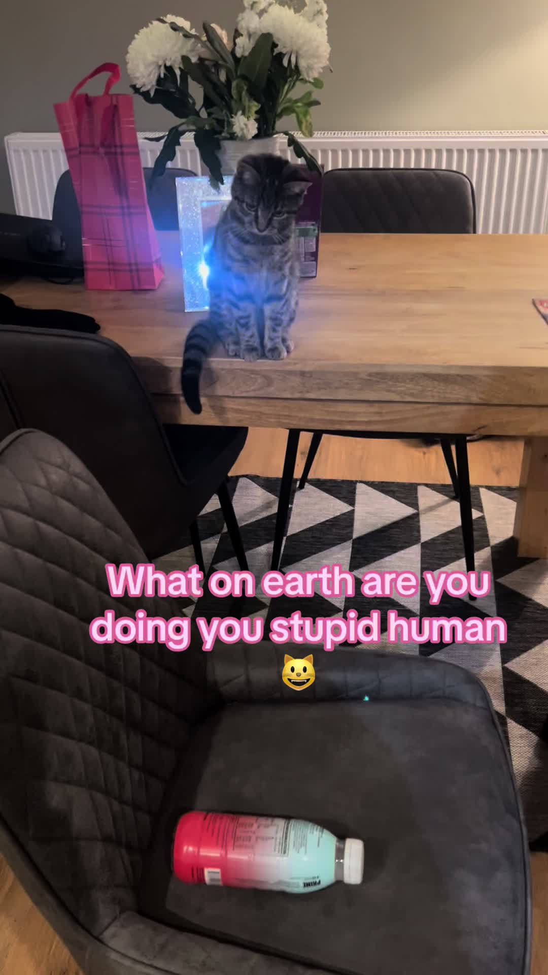 @Kate the cat Sitter 😺