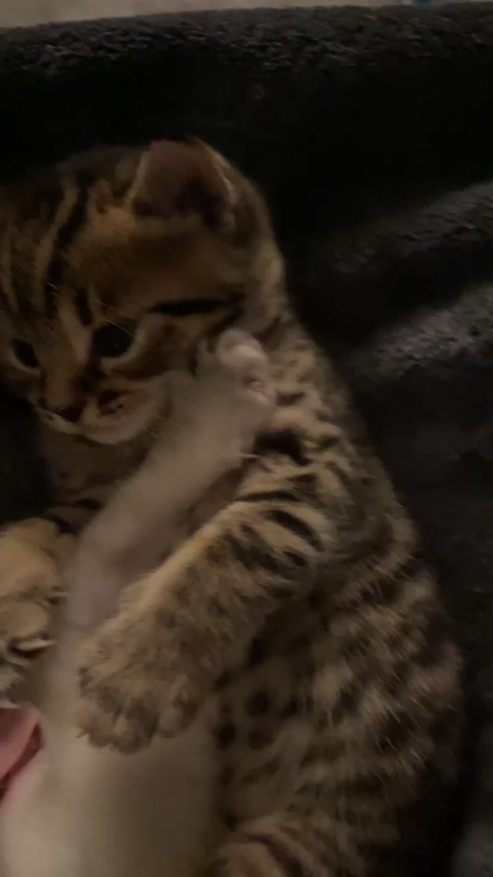 @KITTY