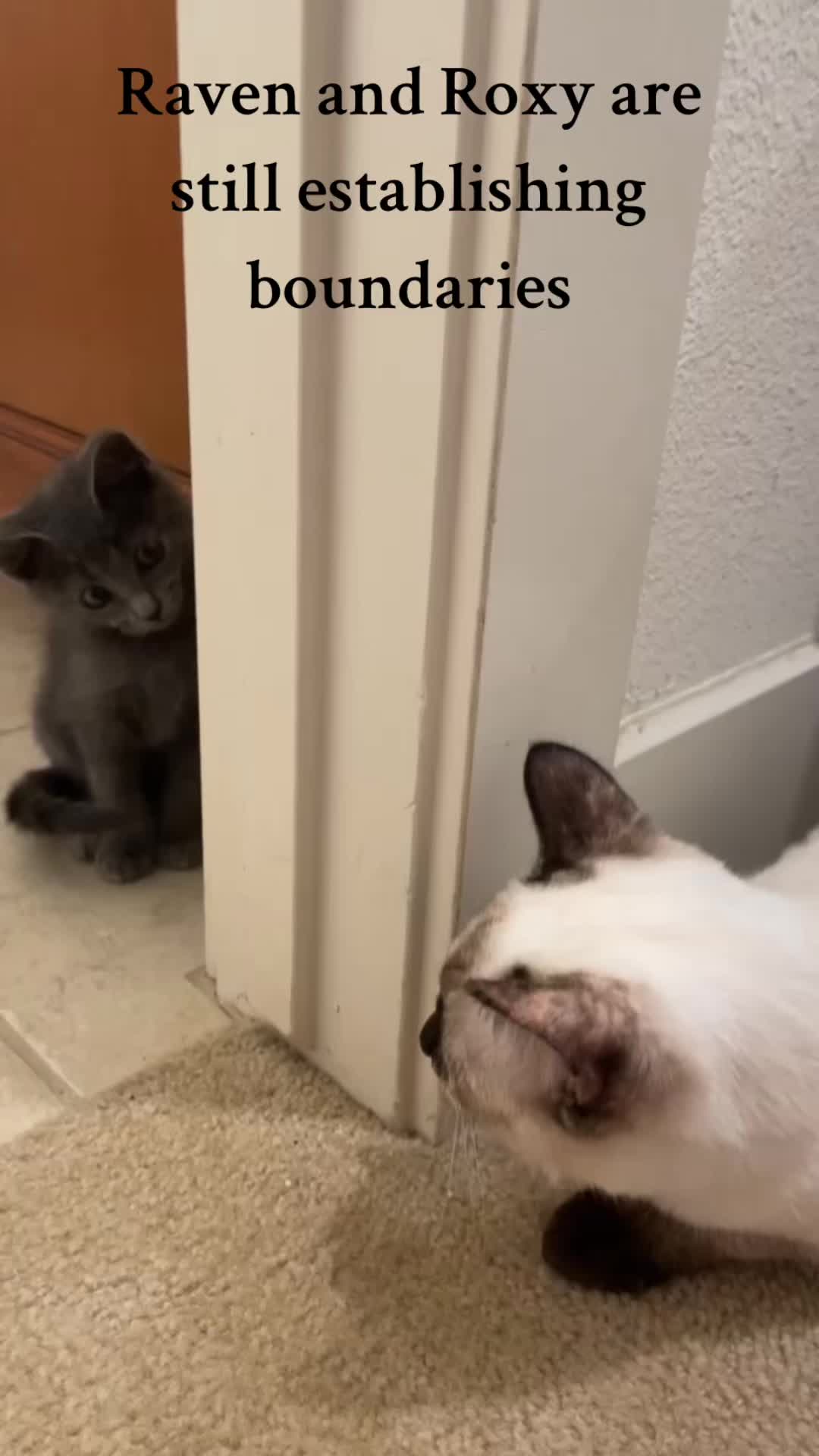 @motel cats