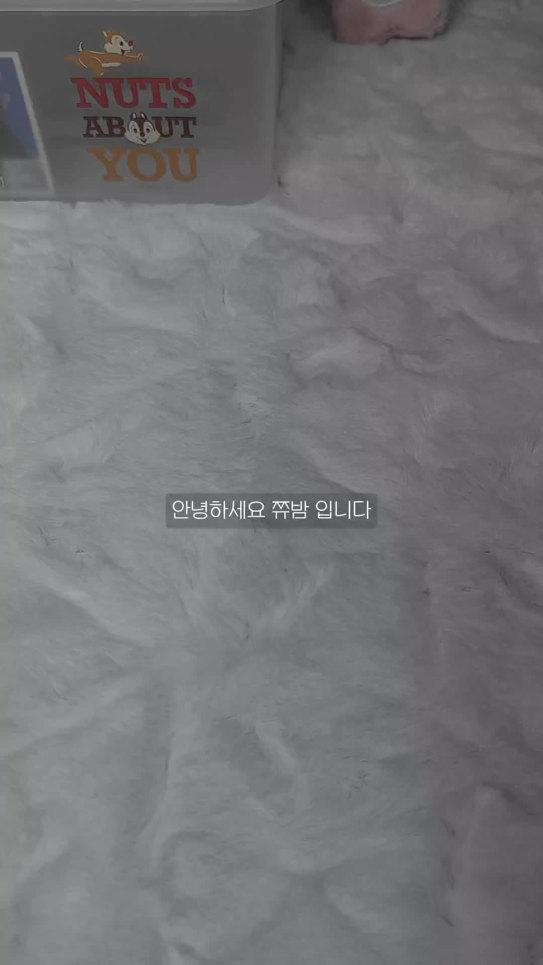 @꒰ঌੈ✩쮸밤ੈ☆໒꒱