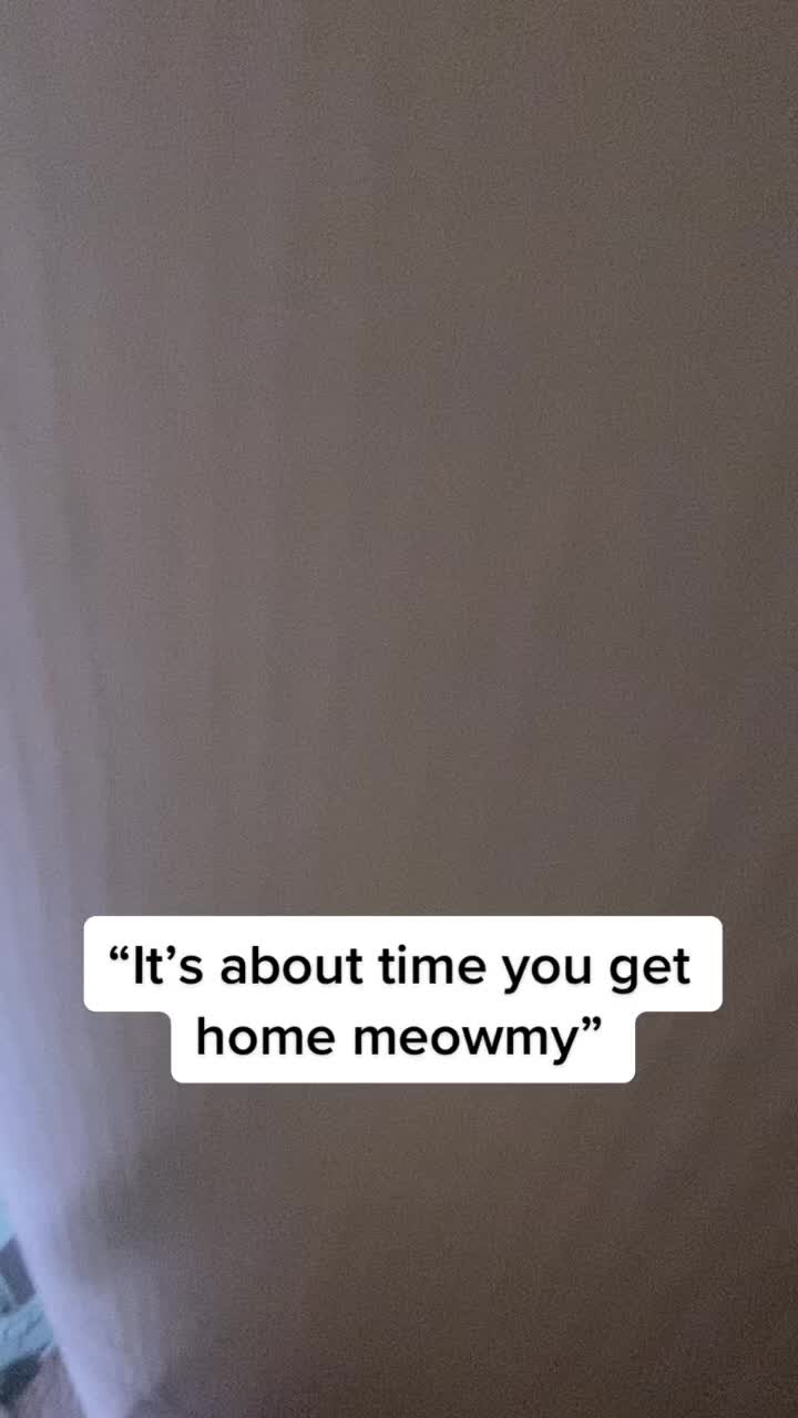 @Cat videos
