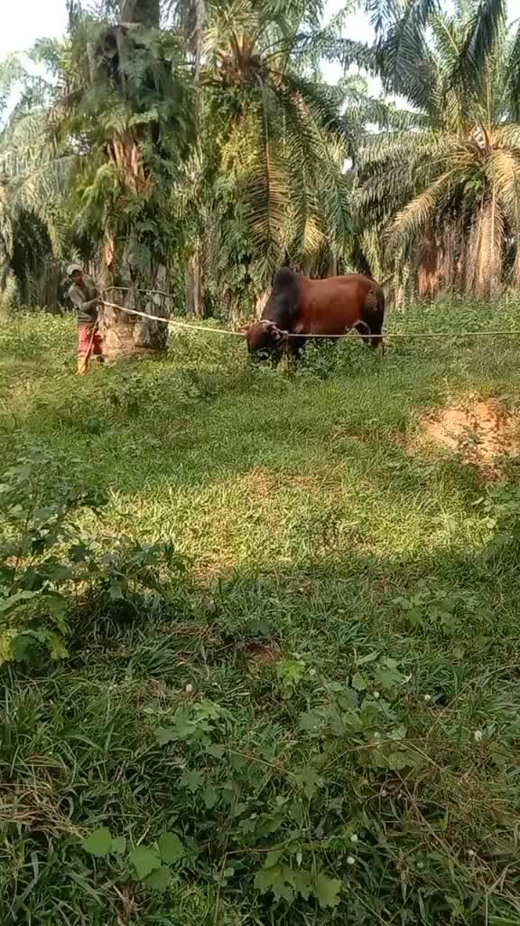 @Haziq farm