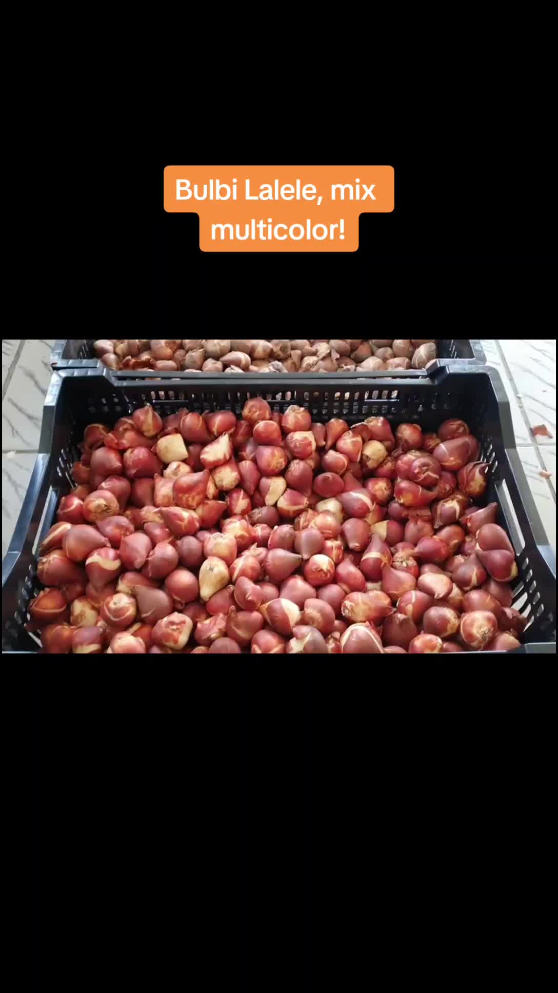 @Depozitul De Bulbi