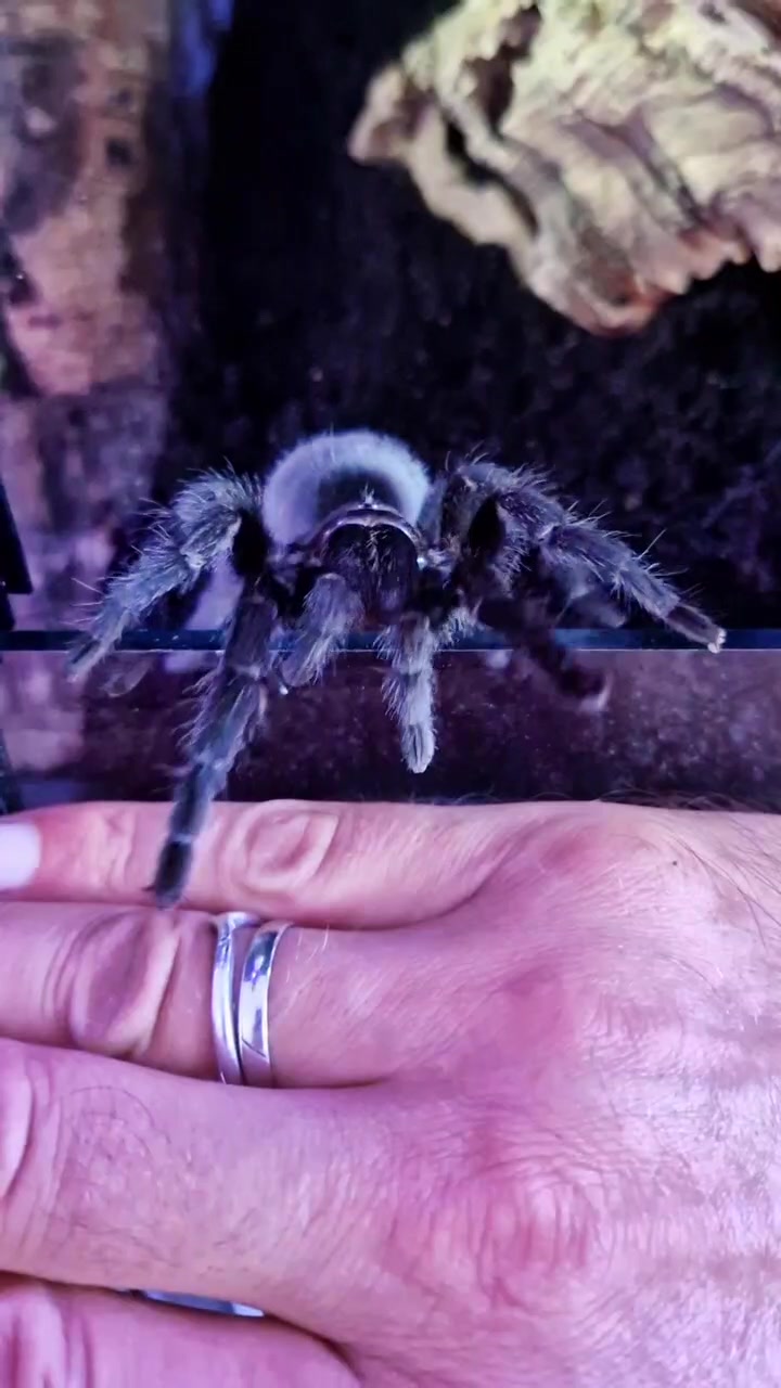 @brachypelma.de