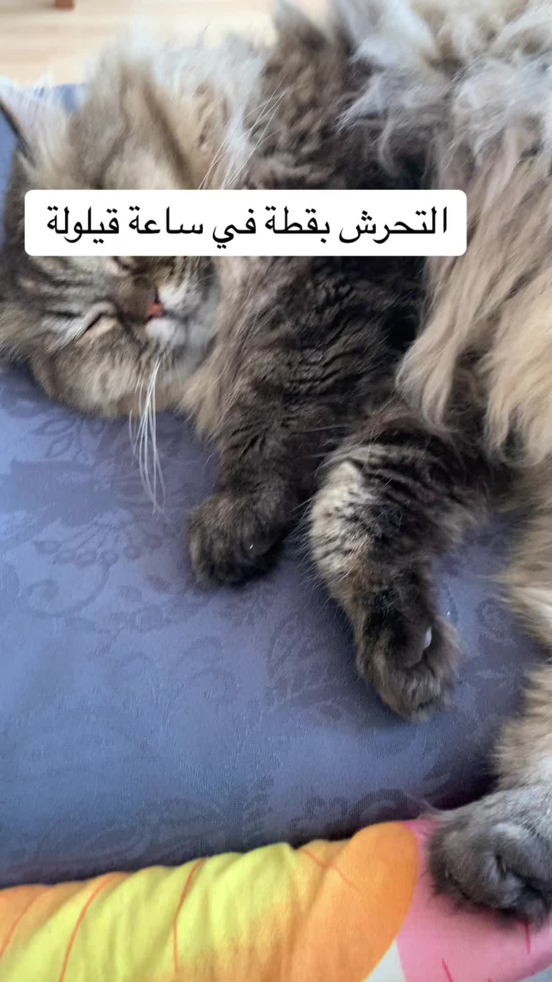@إيمان محمد