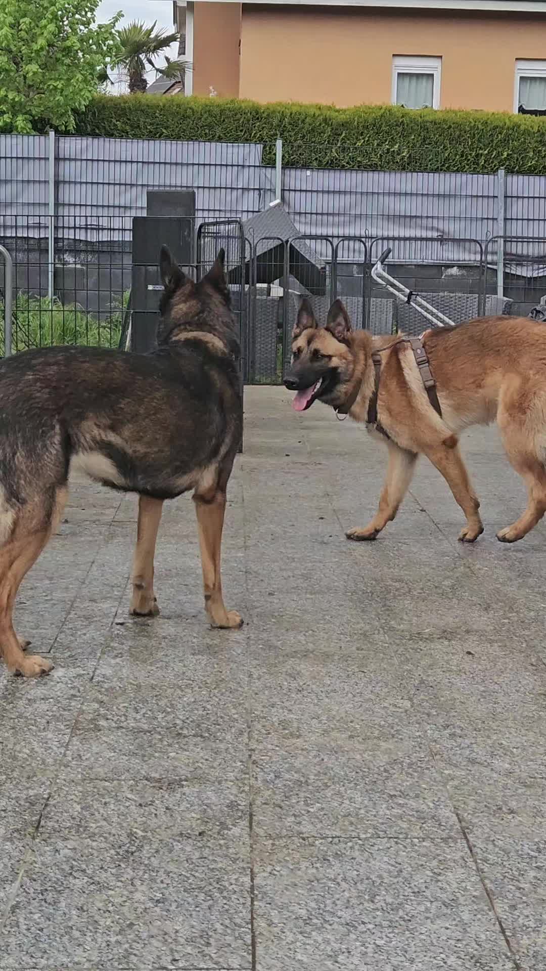 @Hundeschule happy future dogs