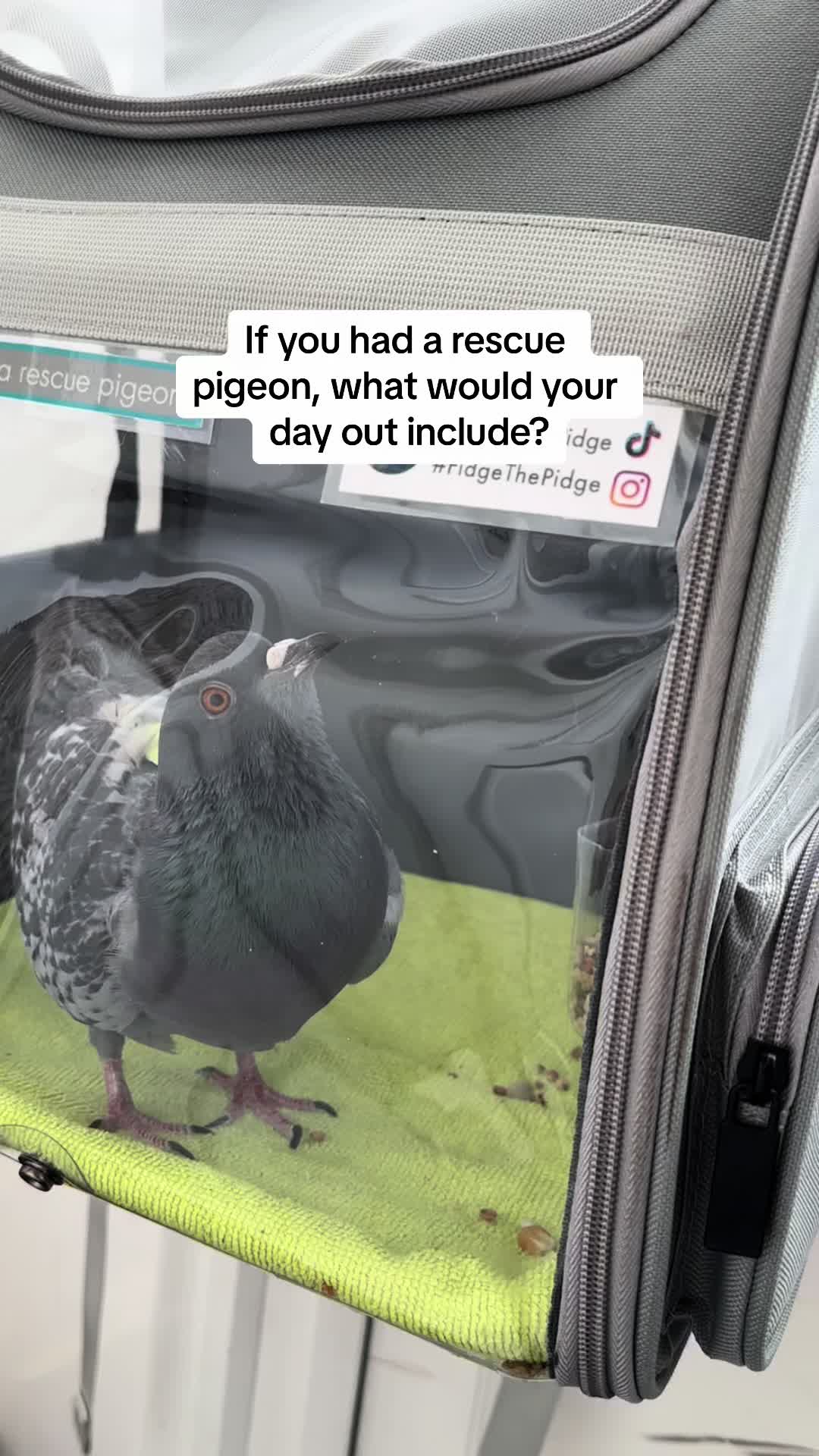 @Fidge the Pidge