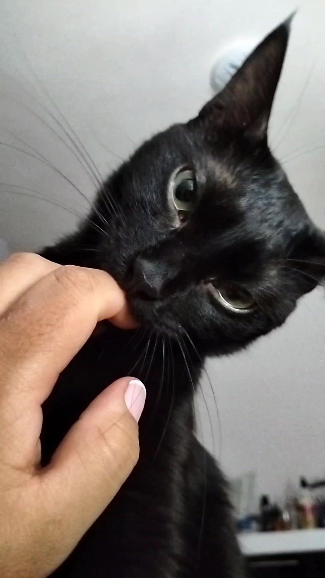 @lalocadelosgatos