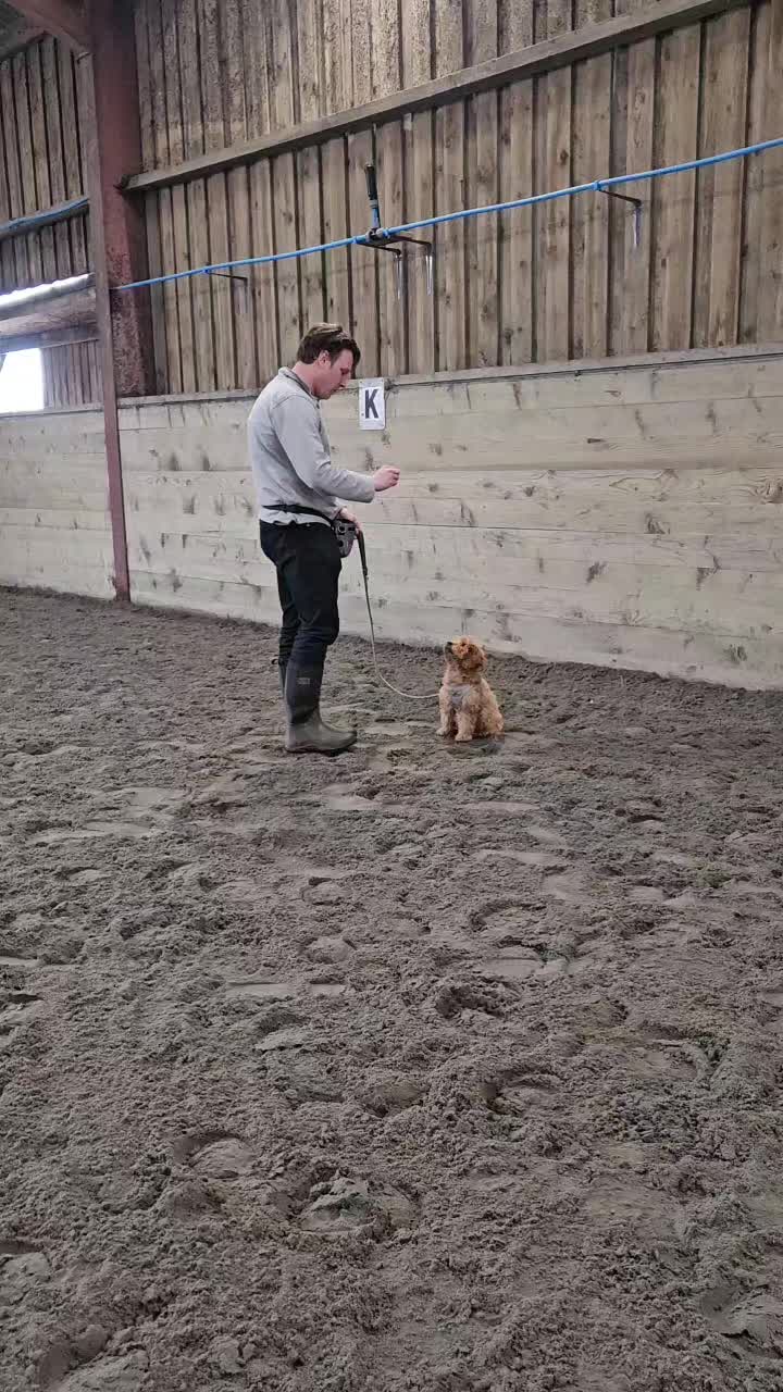 @Paw By Paw Dog Training