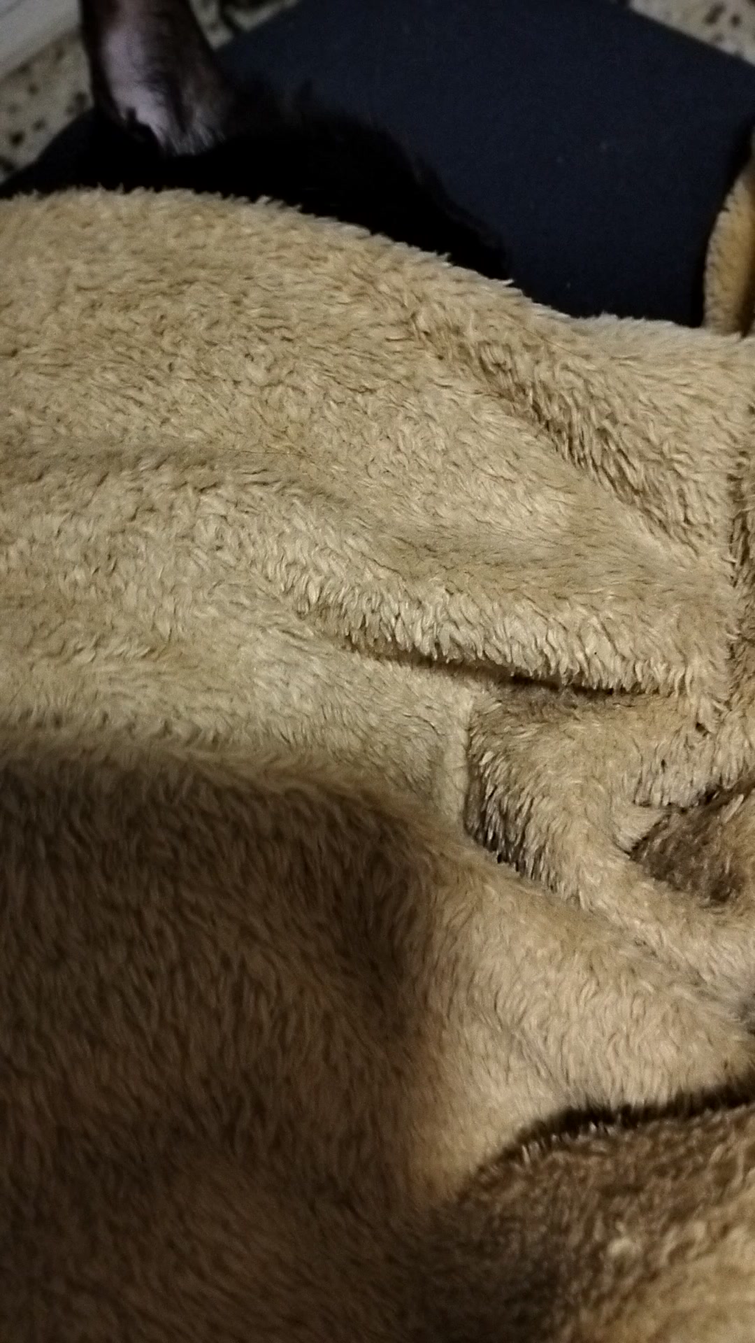 @lalocadelosgatos