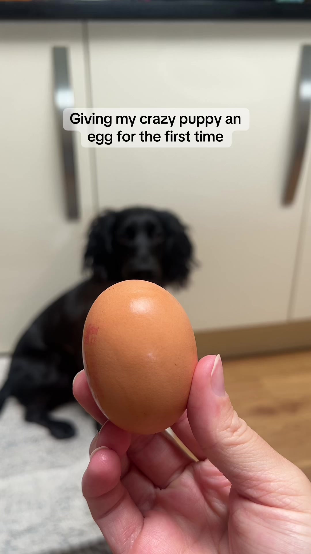 @maggie.moo.cocker