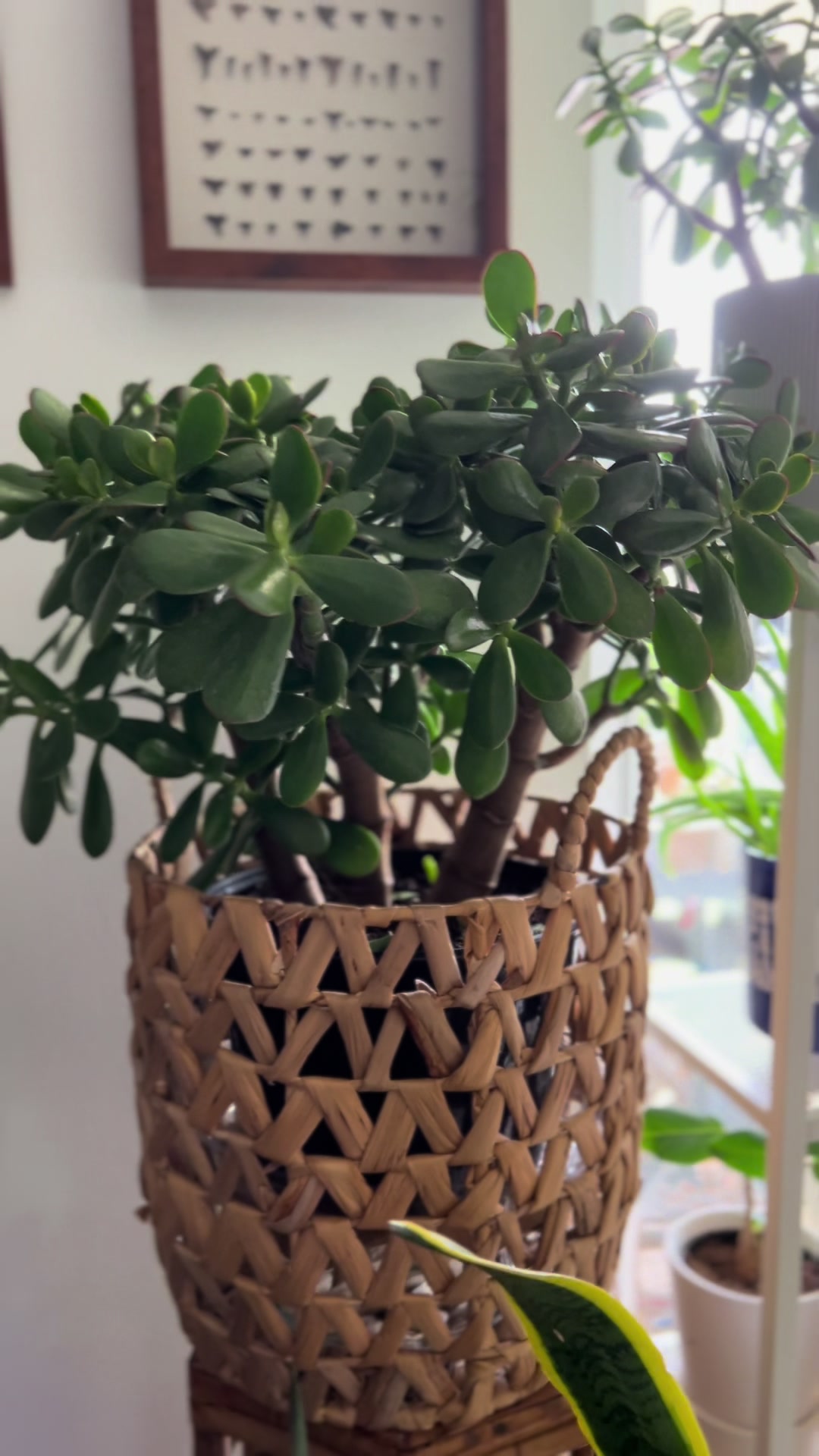 @Tiny Plants