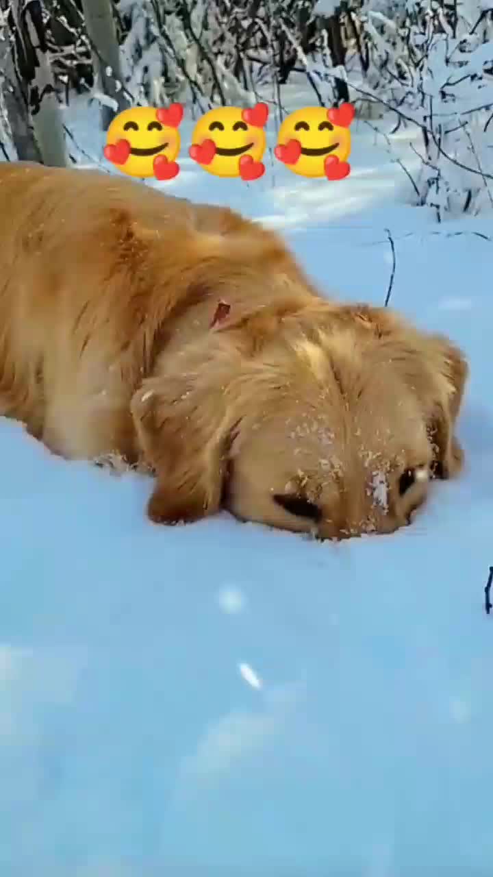 @funnypets818