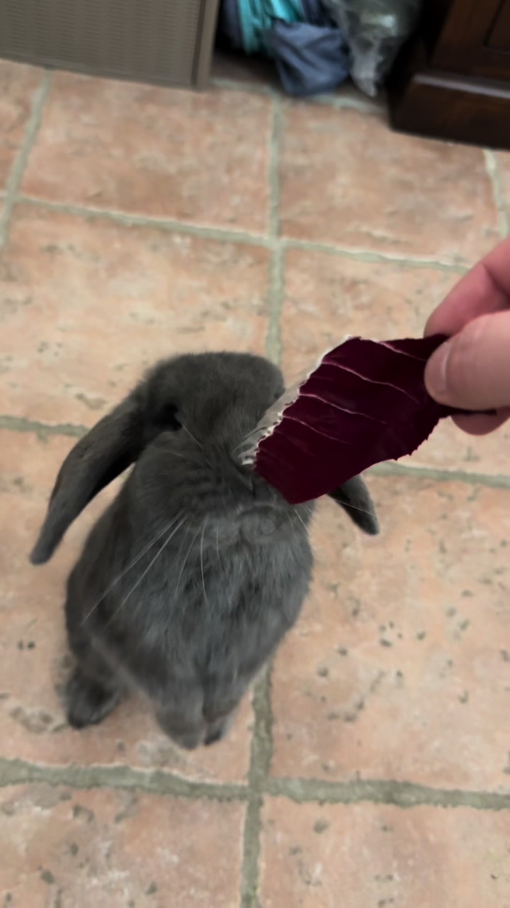 @Peter Rabbit